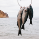 Illustration for article titled So You Want To Go Spearfishing For The Very First Time